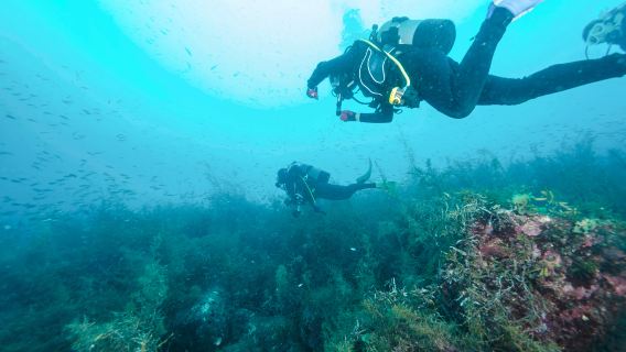Gold Coast Scuba