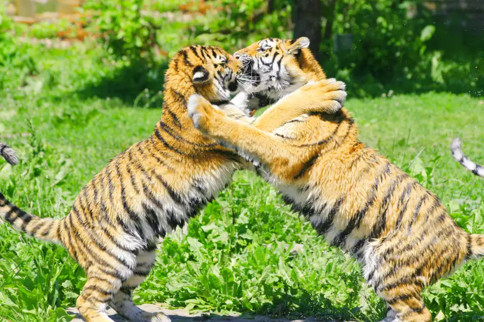 2_Tiger Kingdom Phuket
