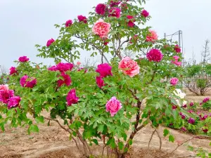 菏澤牡丹園