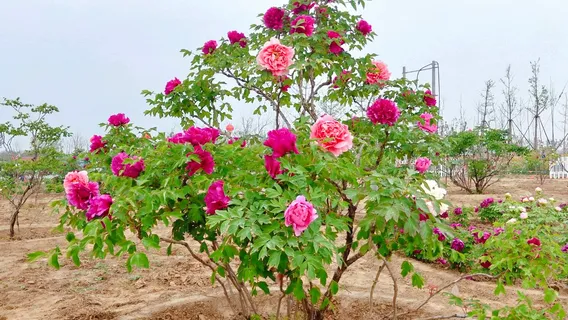 Heze Peony Park
