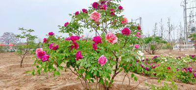 Heze Peony Park