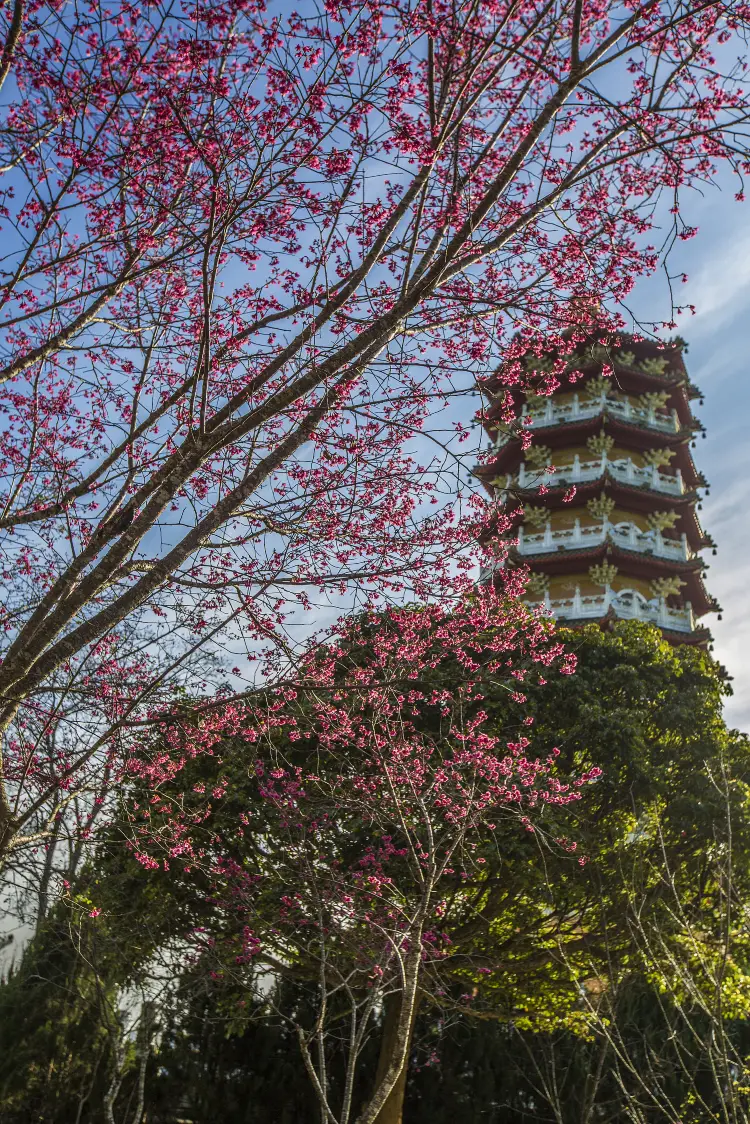 南投的熱門踏青走春地