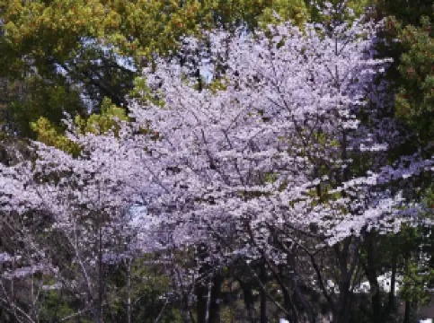 平湖の人気春旅におすすめ