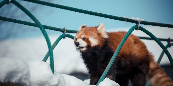 Asahiyama Zoo