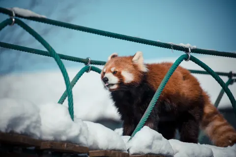 旭川市旭山動物園