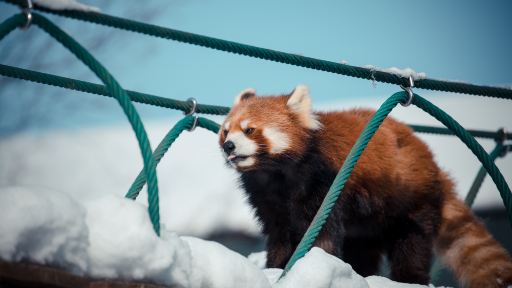 旭川市旭山動物園門票成人票