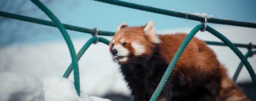 Asahiyama Zoo