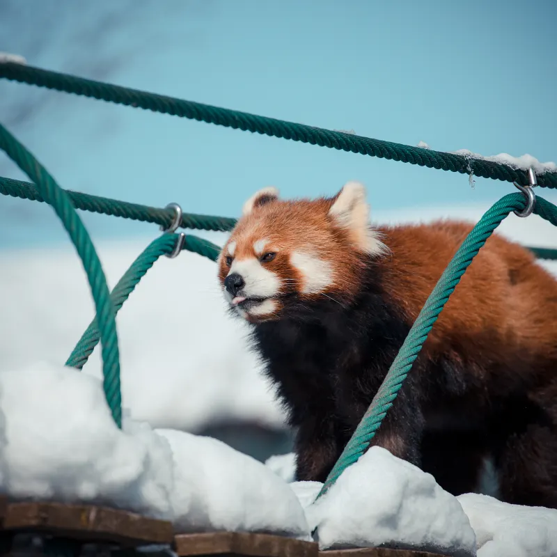 旭川市旭山動物園