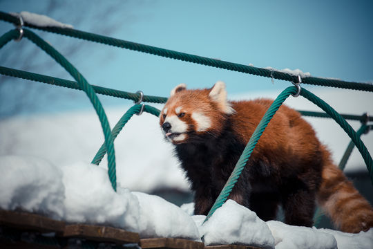 Asahiyama Zoo