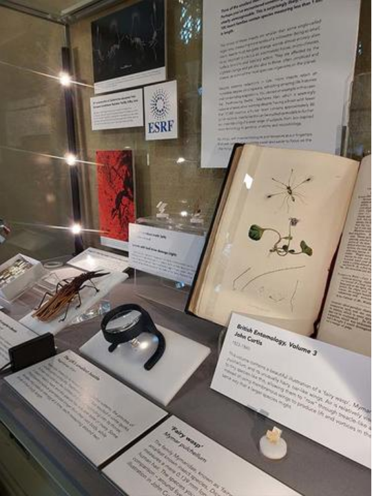 All The Small Things Miniaturisation in Insects | Oxford University Museum of Natural History