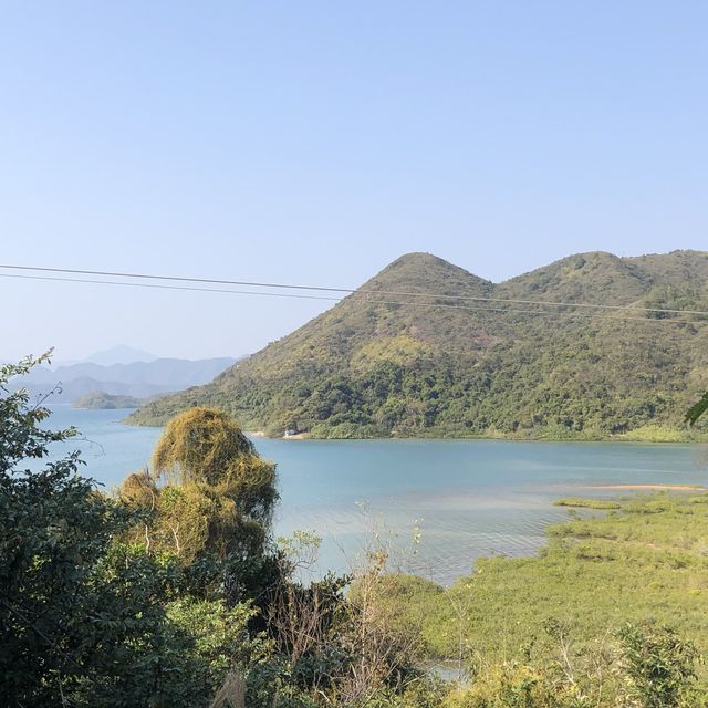 #親子游#慢步馬鞍山至榕樹澳村欣賞紅樹林