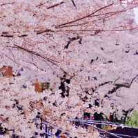 隅田川とスカイツリー、そして桜