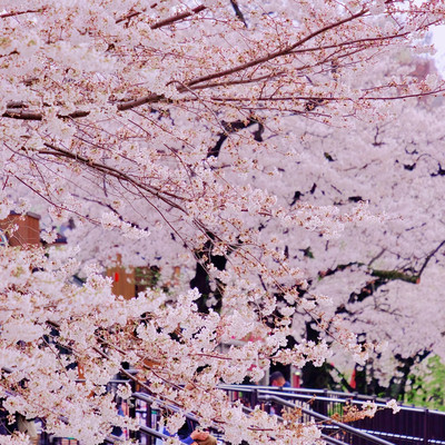 隅田川とスカイツリー、そして桜 | Trip.com 東京
