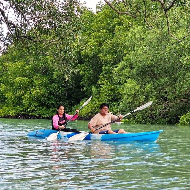 พาเรือคายัคชมธรรมชาติป่าชายเลน