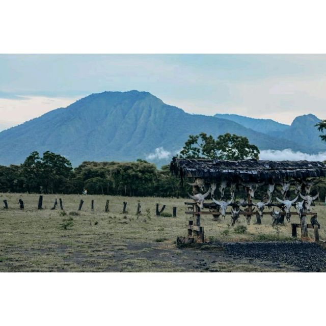 Baluran Savanna