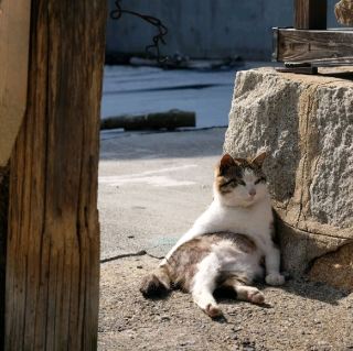 映画の舞台になった、猫の島へ