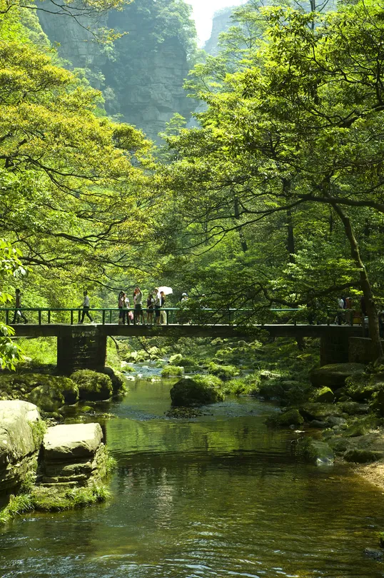 1_Golden Whip Stream