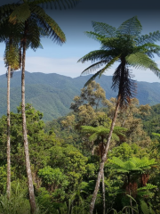 Davies Creek, Dinden National Park