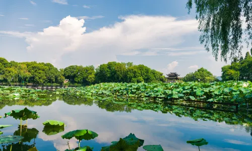 Lotus Flower Viewing in Hangzhou