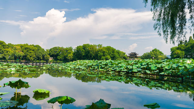 Lotus Viewing in Hangzhou