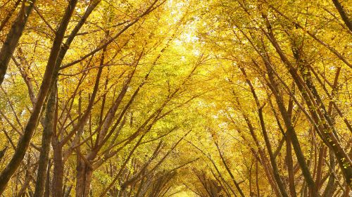 邳州銀杏時光隧道景區