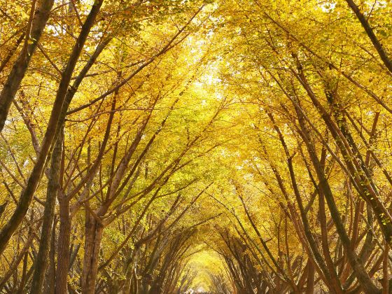 Ginkgo Time Tunnel