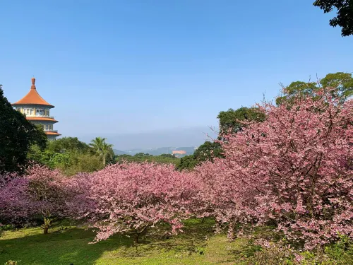 【櫻花季】粉紅大爆發，新北13處賞櫻勝地推薦打卡熱點一次看