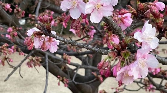 天气实在是太反常，以往日本的河津的早樱都是在2月底才开始开放