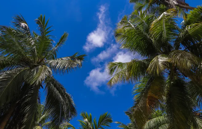 Отели с услугой баром в г. Дхиффуши