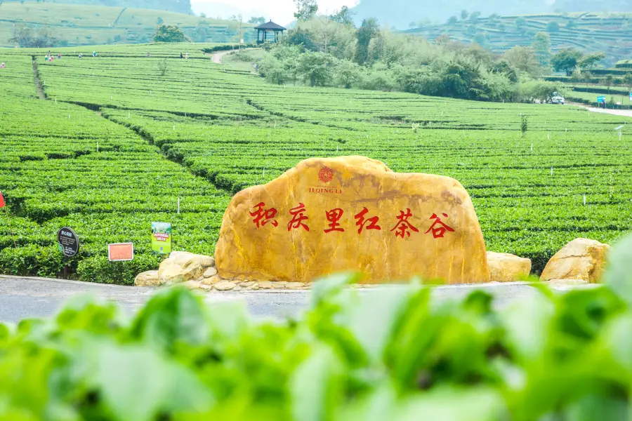 Jiqingli Black Tea Valley