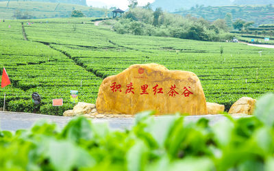 積慶里紅茶谷