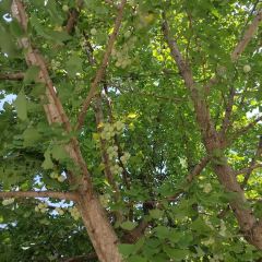 東方天使蛋糕店(蜂蜜軟麻花蛋糕店)張用戶圖片