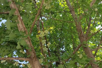 東方天使蛋糕店(蜂蜜軟麻花蛋糕店)