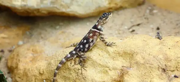 ラタキアのホテル