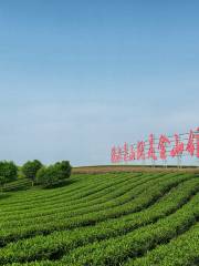 Viewpoint of Chengjia Tea Culture
