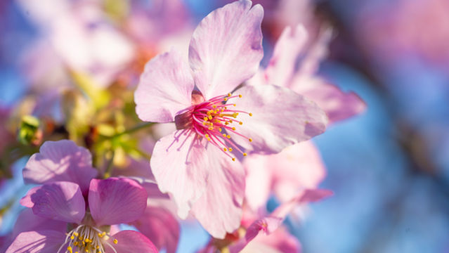 Hujiawan Cherry Garden