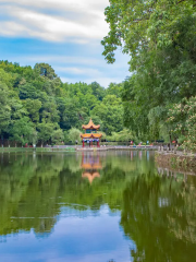 Lotus pond