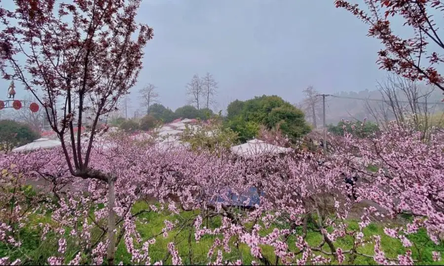 Peach Blossom Ditch, Longquan