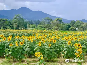 Finca Los Girasoles
