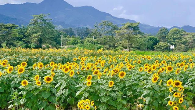 Finca Los Girasoles