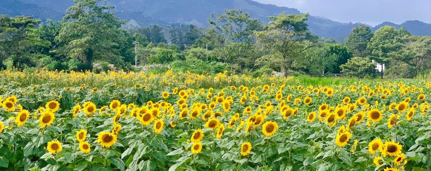 Finca Los Girasoles