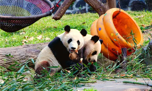 Panda Viewing in Chengdu