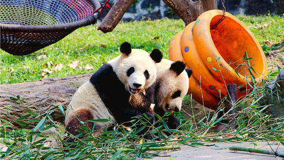 Panda Viewing in Chengdu