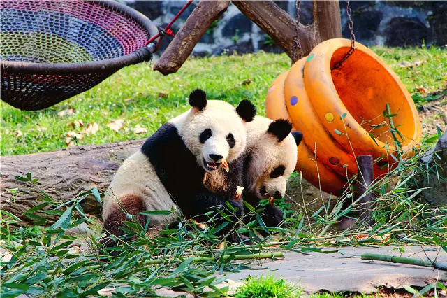 Panda Viewing in Chengdu