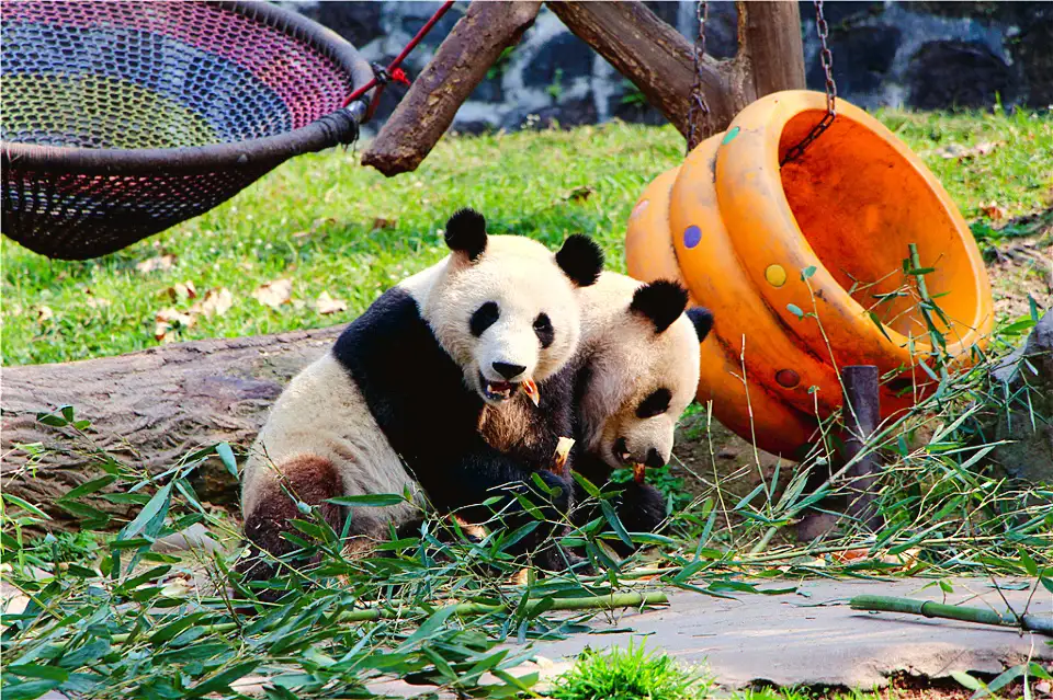 3_Dujiangyan China Giant Panda Garden (formerly known as Panda Paradise)