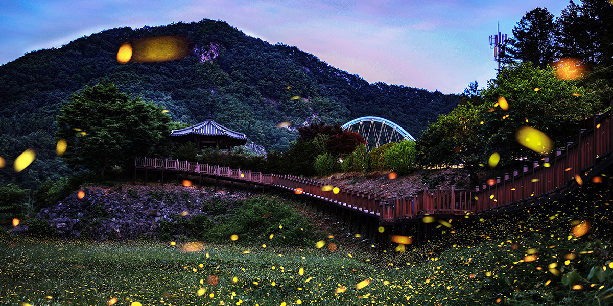 Muju Firefly | Muju-gun