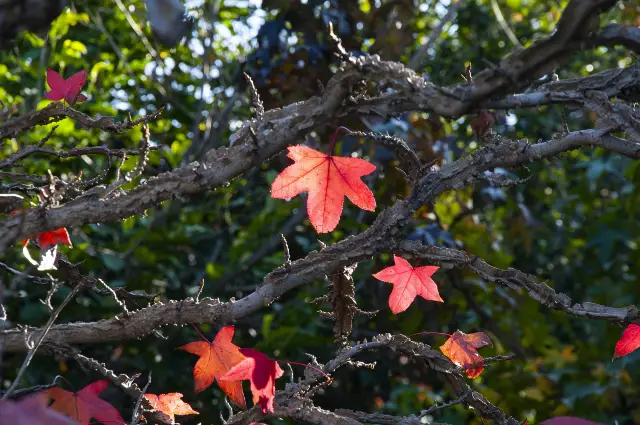 Maple Viewing in Dali