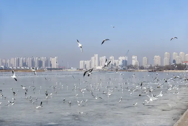 Seagulls Viewing in Tianjin