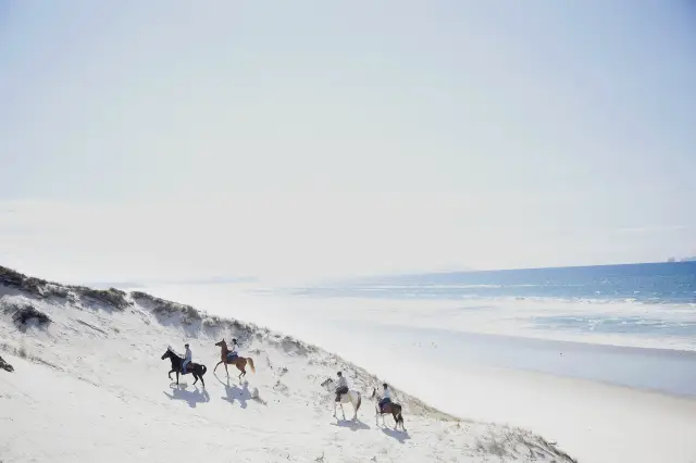 Horse Riding in Auckland