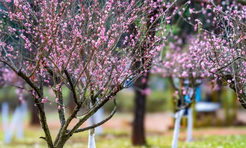 สวนสาธารณะเฮย์หลงตัน